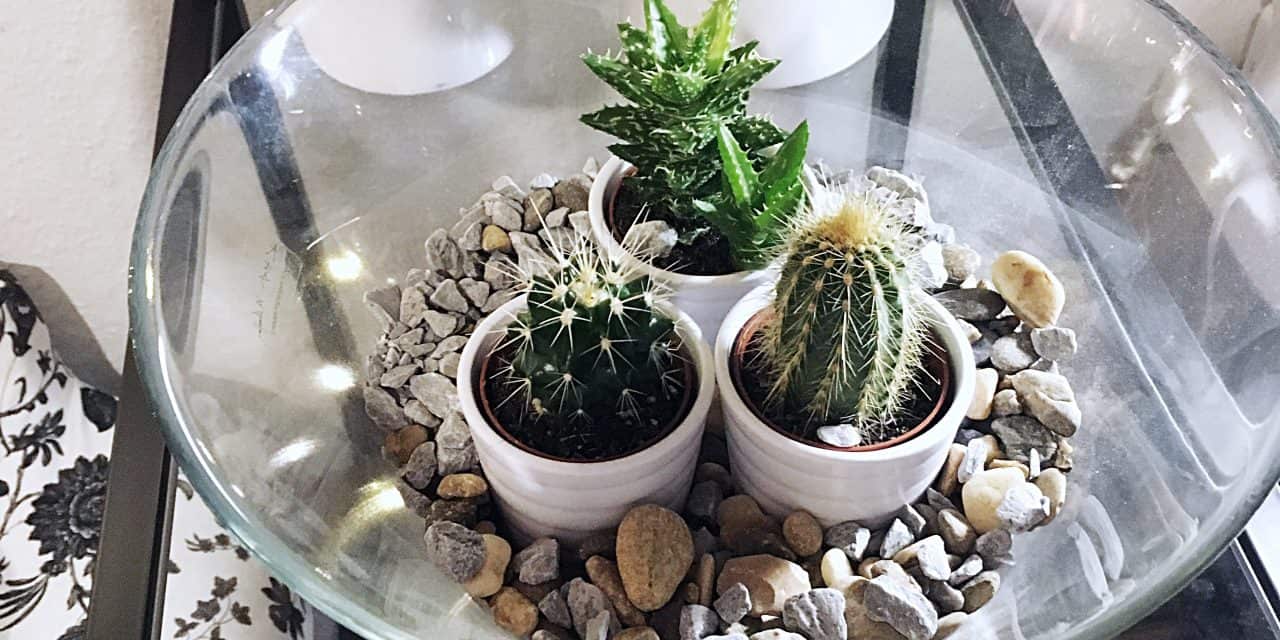 DIY Pflanzen Terrarium